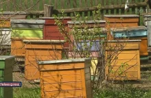 Policja odnalazła skradzione ule pszczelarzy z Mogiłowa!