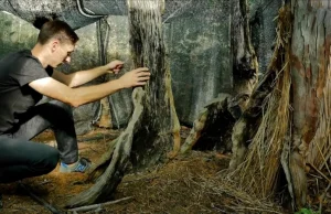 Ma 1300 lat, wykańczają je upały. Najstarsze drzewo w Polsce potrzebuje pomocy