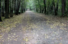 Utwardzają leśne ścieżki w Łagiewnikach