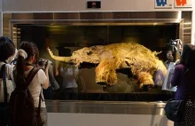 Na wystawie w Moskwie pokazano młodego mamuta włochatego sprzed 39 tysięcy lat..