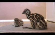Świeżo wyklute nieloty emu uczą się chodzić i stawiają pierwsze niezdarne kroki.