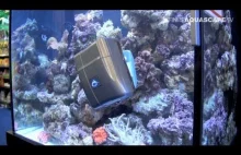 Ślimak-robot który wyczyści twoje akwarium.