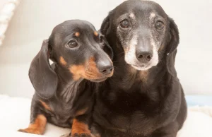 Sklonowany pies spotyka swojego "genetycznego bliźniaka"