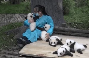 Najlepszy zawód świata: przytula pandy za 32 tys. dol.