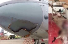 Rosyjski samolot transportowy An-26 zderzył się z łosiem
