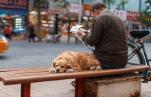 Chińskie miasto zakazało posiadania psów 22 ras