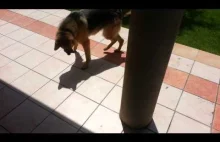 Pies, który próbuje nadepnąć swój cień.