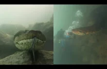 Nurek spotyka się pod wodą z 7 metrowym wężem