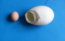 Widzieliście kiedyś jajko w jajku?