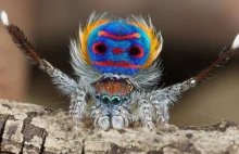 Poznaj jednego z najpiękniejszych pająków świata