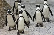 Homoseksualizm u pingwinów