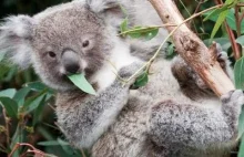 Wyprawa do Lone Pine Koala Sanctuary w Brisbane, Australia