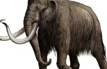 Ostatni mamut żył na odległej wyspie