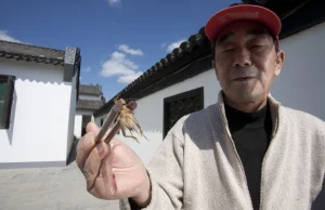 Walki świerszczy w Chinach