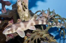 Najdłuższy udokumentowany przypadek przechowywania spermy u rekinów