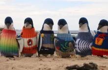 Najstarszy człowiek w Australii robi na drutach sweterki dla rannych pingwinów