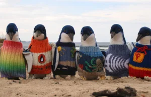 Najstarszy człowiek w Australii robi na drutach sweterki dla rannych pingwinów
