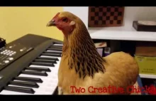 Kura która gra na keyboardzie.