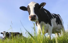 Krowy emitują więcej gazów cieplarnianych niż transport