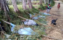 23 ofiary walk plemiennych w Papui Nowej Gwinei