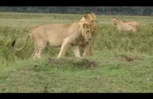 Szczur faraona pokazujący swój pazur bandzie młodych lwów