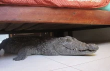 Krokodyl pod łóżkiem