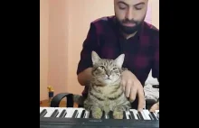 Kot uwielbiający muzykę ( ͡° ͜ʖ ͡°)