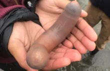Thousands of ‘penis fish’ wash onto California beach