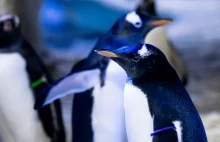 W londyńskim akwanarium pojawił się neutralny płciowo pingwin.