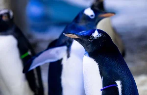 W londyńskim akwanarium pojawił się neutralny płciowo pingwin.