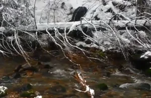 Nietypowa akcja ratunkowa w Tatrach. Niedźwiadek nie mógł się wydostać z potoku