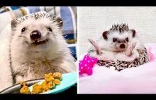Hedgehogs Are The Happiest Pets On Earth
