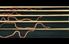 Jak będzie zmieniać się sposób poruszania węża dla różnych szerokości?