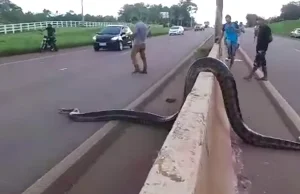 Zatrzymali ruch na autostradzie, aby ogromna anakonda mogła bezpiecznie przejść