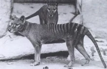 Australia: Wilkowór tasmański jednak nie wyginął?