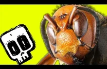 30 Wielkich szerszeni vs 30000 pszczół