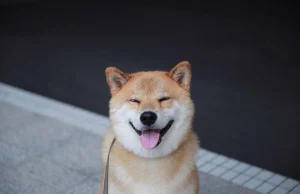 Najszczęśliwszy pies na świecie. Uśmiech nie schodzi z jego pyska!