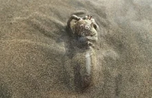 Mięsożerny drapieżny ślimak pożera żywcem kraba pustelnika