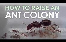 Jak założyć hodowle mrówek