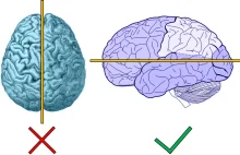 Na lewo mózg, na prawo mózg, a dołem bzdura płynie