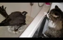 Jastrząb biorący kąpiel w wannie, pod czujnym nadzorem kota