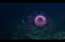 Meduza, która wygląda jak fajerwerk.