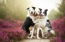 Polka fotografująca psy w niezwykły sposób