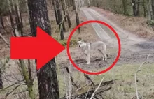 Biegacz z Włocławka miał bliskie spotkanie z wilkiem. Zauważył zwierzę tuż...