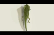 METAMORFOZA: cykl życia żaby
