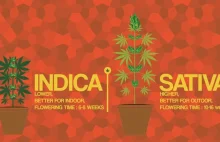 Sativa vs. Indica - krótka animacja