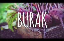 Burak + zakwas z buraka - polskie superfood