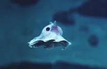 Strange Never-Before-Seen Sea Creatures Discovered 20,000 Feet Under The...