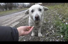 Ratowanie przestraszonego bezdomnego psa ze złamanym sercem