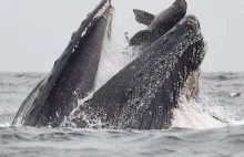 Lew morski w paszczy wieloryba. Niezwykłe zdjęcie